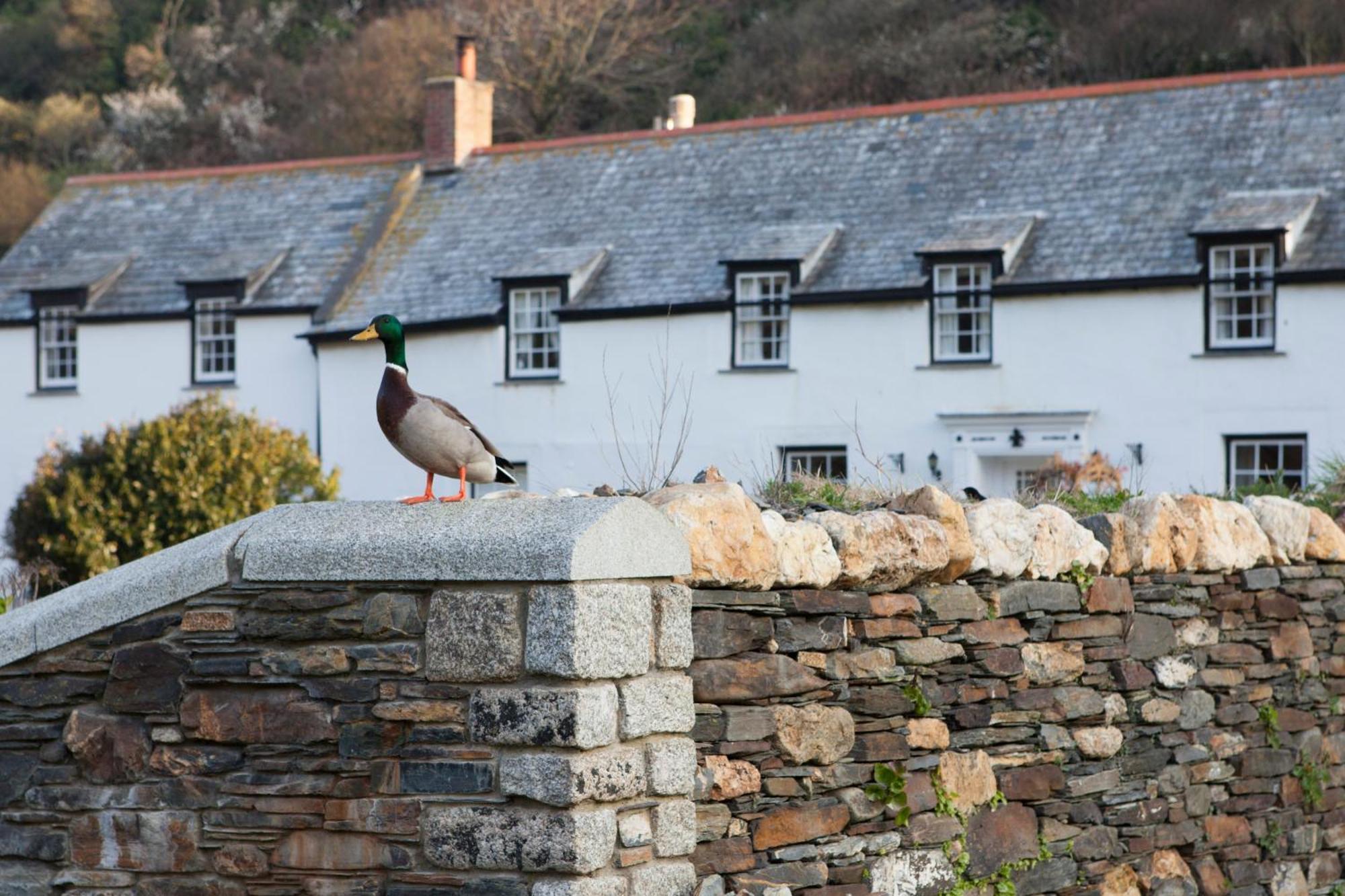 The Wellington Hotel Boscastle Exterior foto